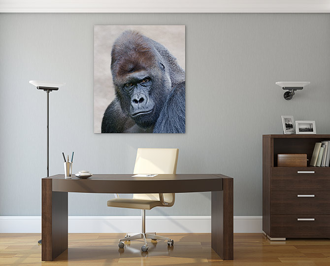 Cool Photography - Gorilla
