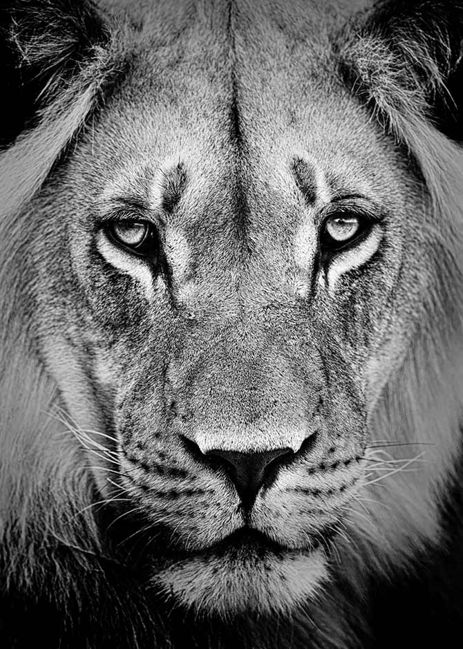 Black And White Photos of a lion