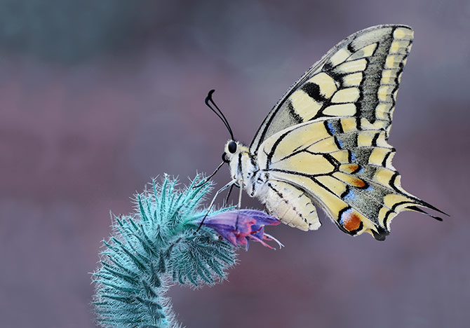 Macro Photography - Butterflies