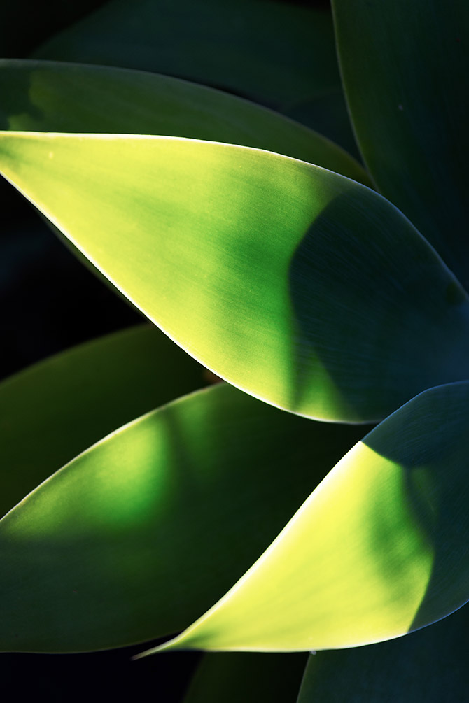 minimalist photography - plants